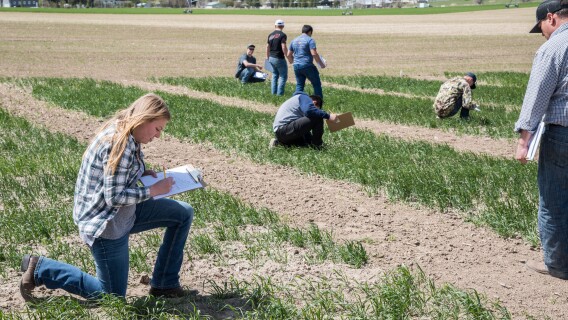 Chris Humphrey's class out in the field doing some evaluations on the Idaho wheat commission trials, a MSR research program