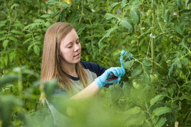 Student caring for tomatoes in the Hydroponic Greenhouse.