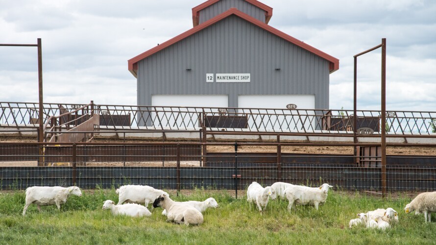 Sheep and lambs at the newly dedicated Agriculture Science Center.